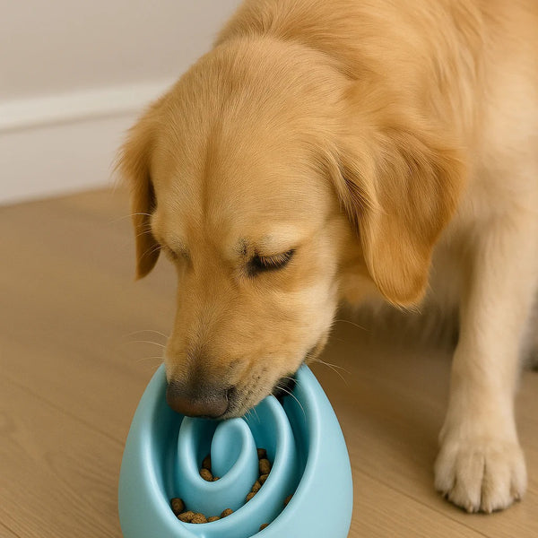 Turn mealtime into a healthy challenge for your dog.